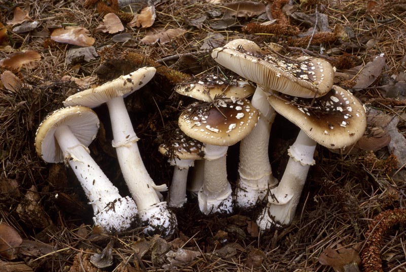 Amanita pantherina group